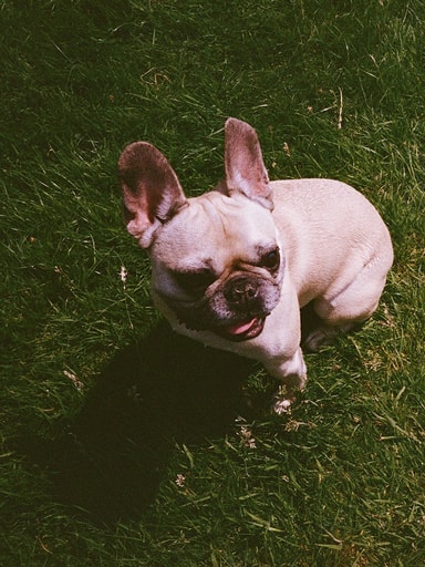 Oscar sitting on grass